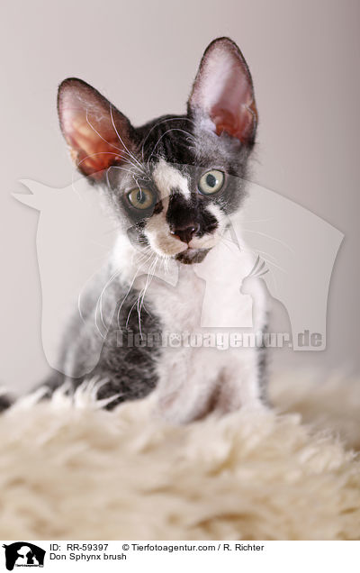Don Sphynx brush / RR-59397