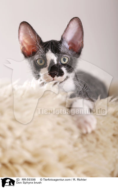 Don Sphynx brush / Don Sphynx brush / RR-59398