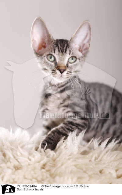 Don Sphynx brush / RR-59404
