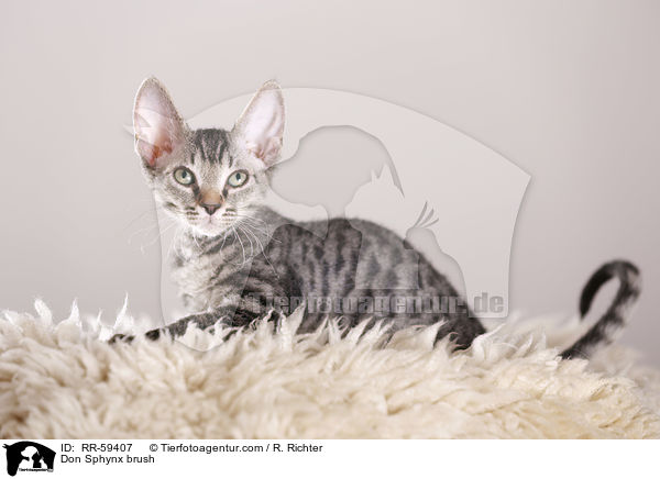 Don Sphynx brush / Don Sphynx brush / RR-59407