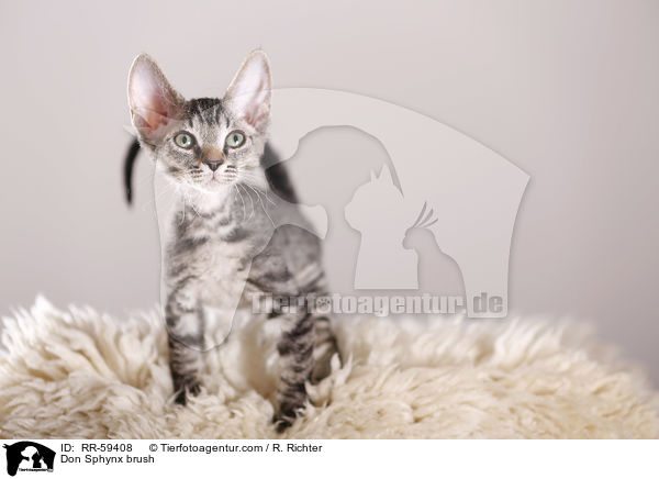 Don Sphynx brush / RR-59408