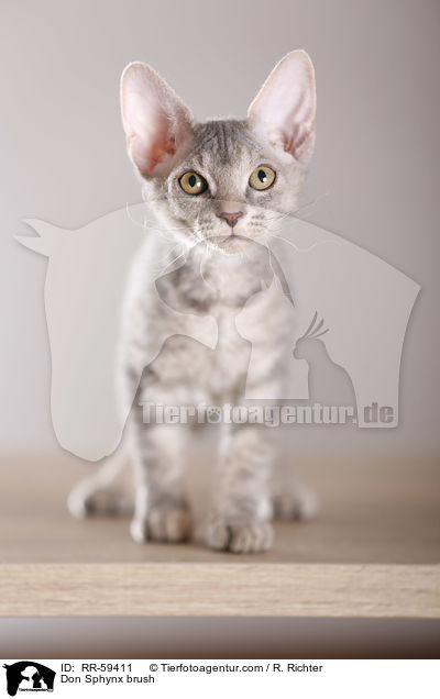 Don Sphynx brush / Don Sphynx brush / RR-59411