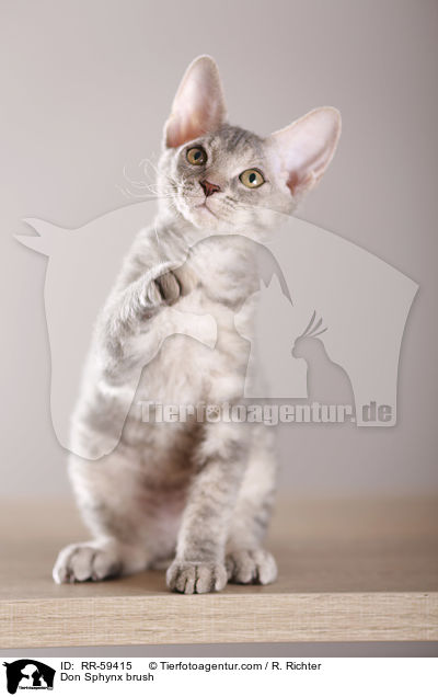 Don Sphynx brush / RR-59415