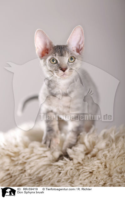 Don Sphynx brush / Don Sphynx brush / RR-59419