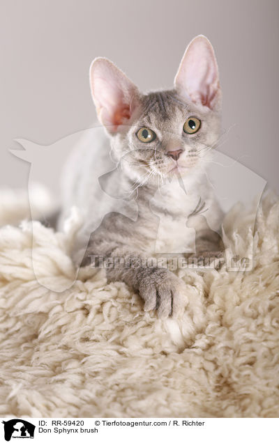 Don Sphynx brush / RR-59420