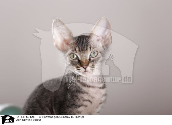Don Sphynx velour / Don Sphynx velour / RR-59426