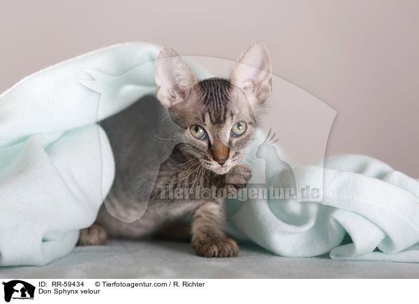 Don Sphynx velour / RR-59434