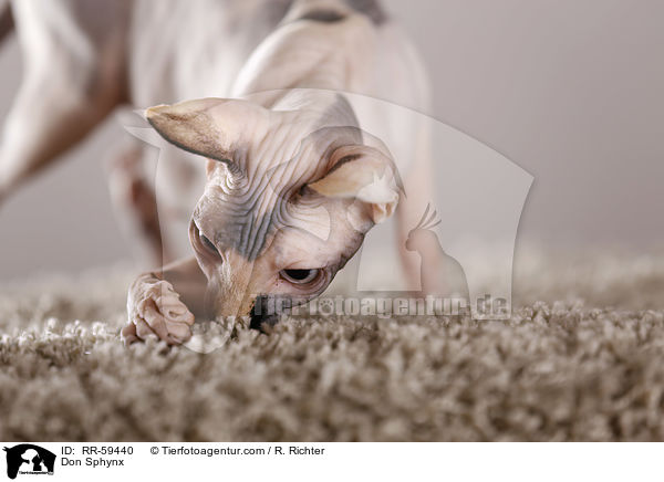 Don Sphynx / Don Sphynx / RR-59440