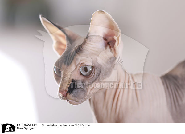 Don Sphynx / Don Sphynx / RR-59443