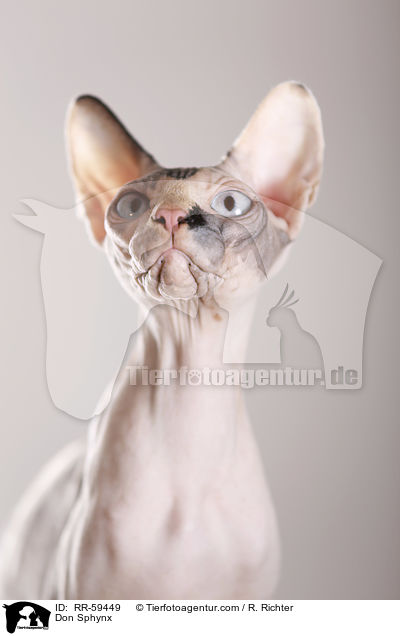 Don Sphynx / Don Sphynx / RR-59449