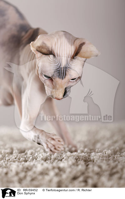 Don Sphynx / Don Sphynx / RR-59452
