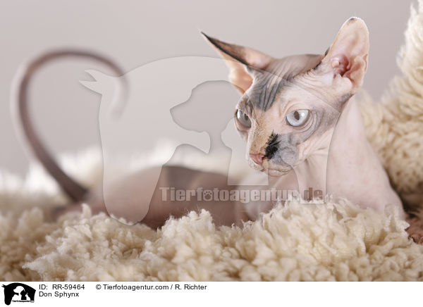 Don Sphynx / Don Sphynx / RR-59464