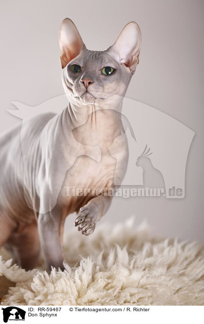 Don Sphynx / Don Sphynx / RR-59467