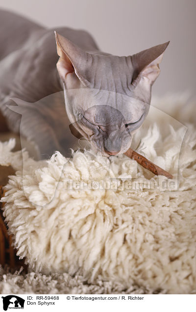 Don Sphynx / Don Sphynx / RR-59468