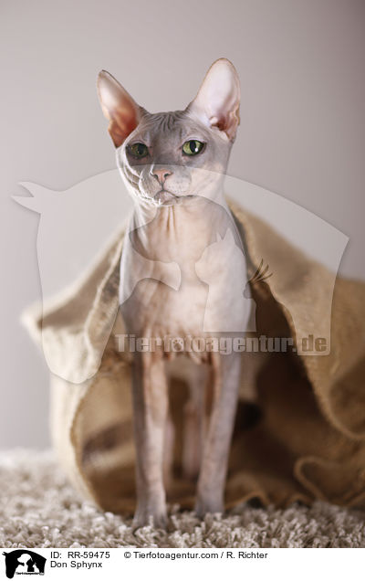 Don Sphynx / RR-59475