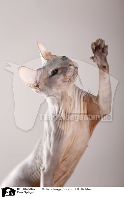 Don Sphynx / Don Sphynx / RR-59478