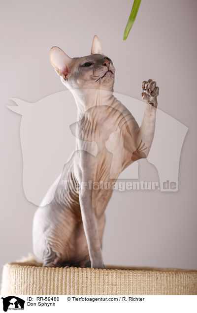 Don Sphynx / RR-59480