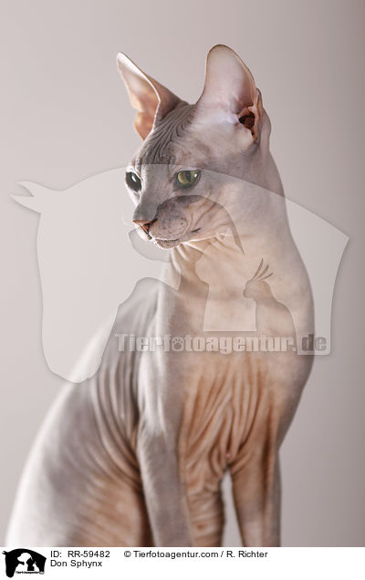 Don Sphynx / Don Sphynx / RR-59482