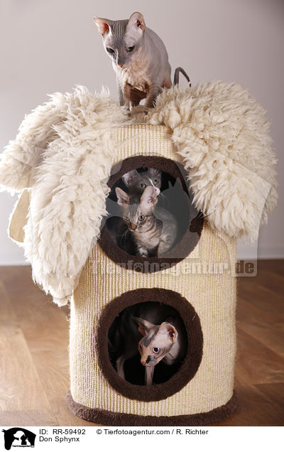 Don Sphynx / Don Sphynx / RR-59492