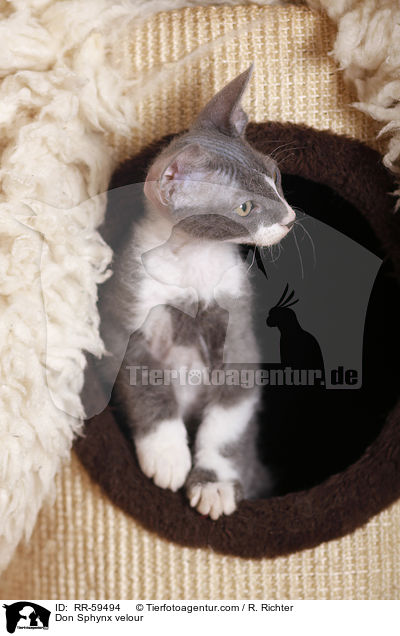 Don Sphynx velour / Don Sphynx velour / RR-59494