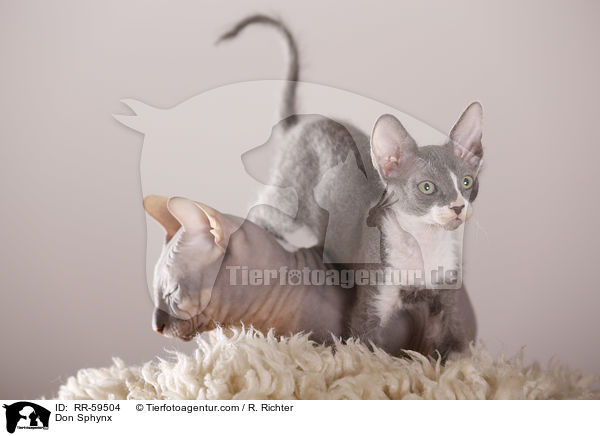 Don Sphynx / Don Sphynx / RR-59504