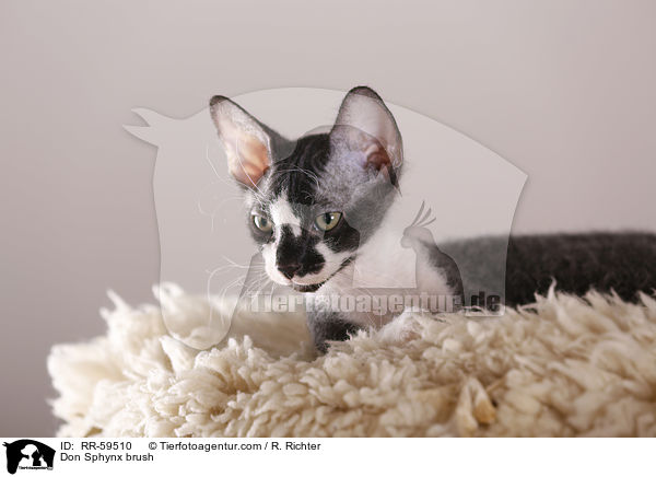 Don Sphynx brush / Don Sphynx brush / RR-59510