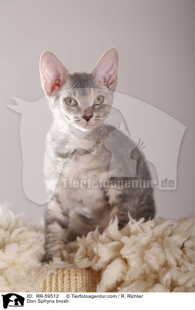 Don Sphynx brush / RR-59512