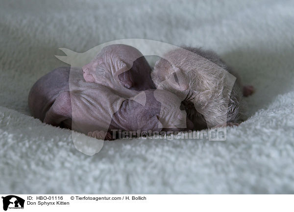 Don Sphynx Kitten / HBO-01116