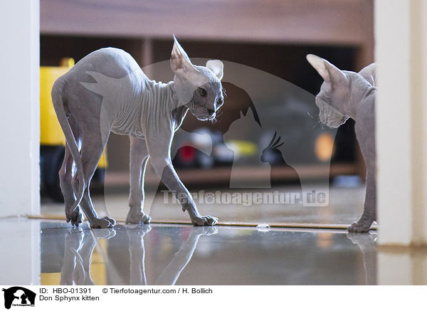 Don Sphynx kitten / HBO-01391