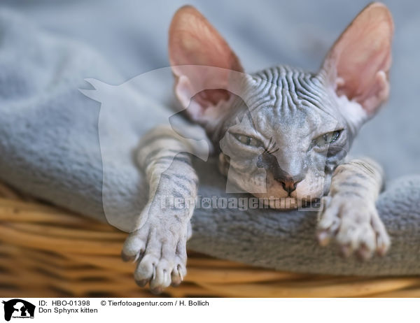 Don Sphynx kitten / HBO-01398