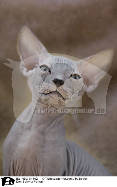 Don Sphynx Portrait / HBO-01402