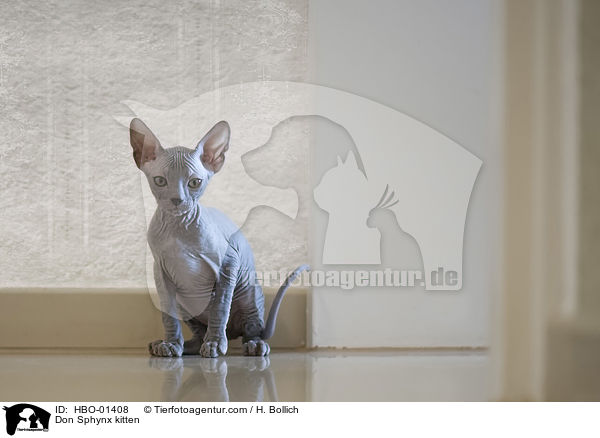 Don Sphynx Ktzchen / Don Sphynx kitten / HBO-01408