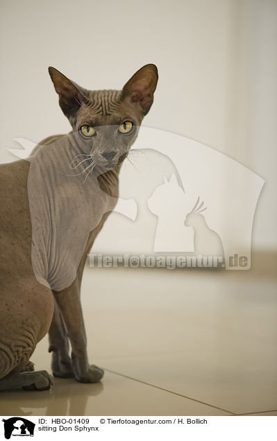 sitting Don Sphynx / HBO-01409