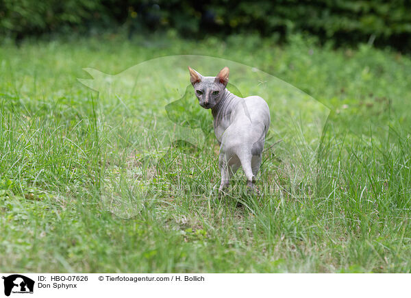 Don Sphynx / Don Sphynx / HBO-07626