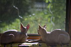 2 Don Sphynx