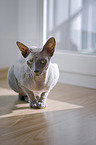 lying Don Sphynx