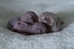 Don Sphynx Kitten