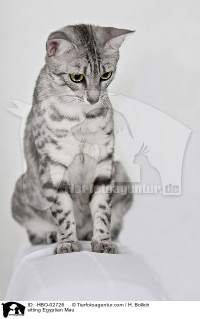 sitzende gyptische Mau / sitting Egyptian Mau / HBO-02726