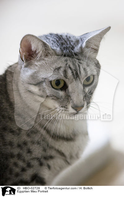 gyptische Mau Portrait / Egyptian Mau Portrait / HBO-02728
