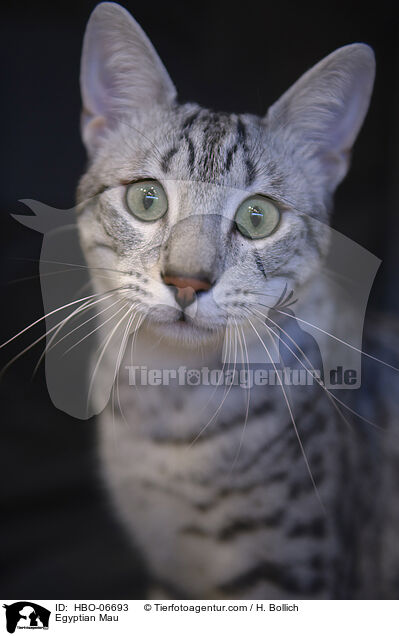 gyptische Mau / Egyptian Mau / HBO-06693