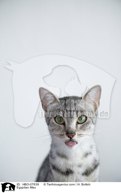 gyptische Mau / Egyptian Mau / HBO-07639