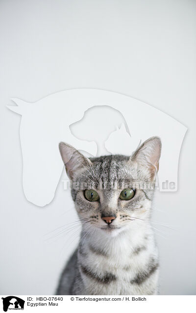 Egyptian Mau / HBO-07640