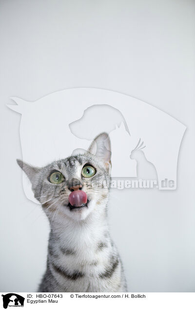 gyptische Mau / Egyptian Mau / HBO-07643