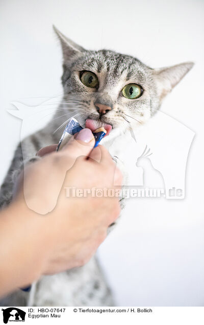 gyptische Mau / Egyptian Mau / HBO-07647