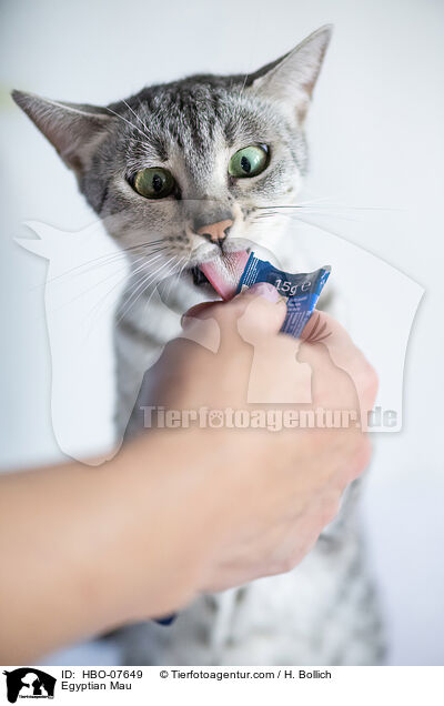 gyptische Mau / Egyptian Mau / HBO-07649