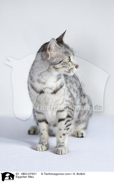 Egyptian Mau / HBO-07651