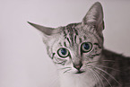 Egyptian Mau Portrait