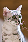Egyptian Mau Portrait