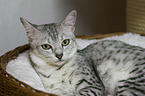 lying Egyptian Mau
