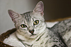 Egyptian Mau Portrait